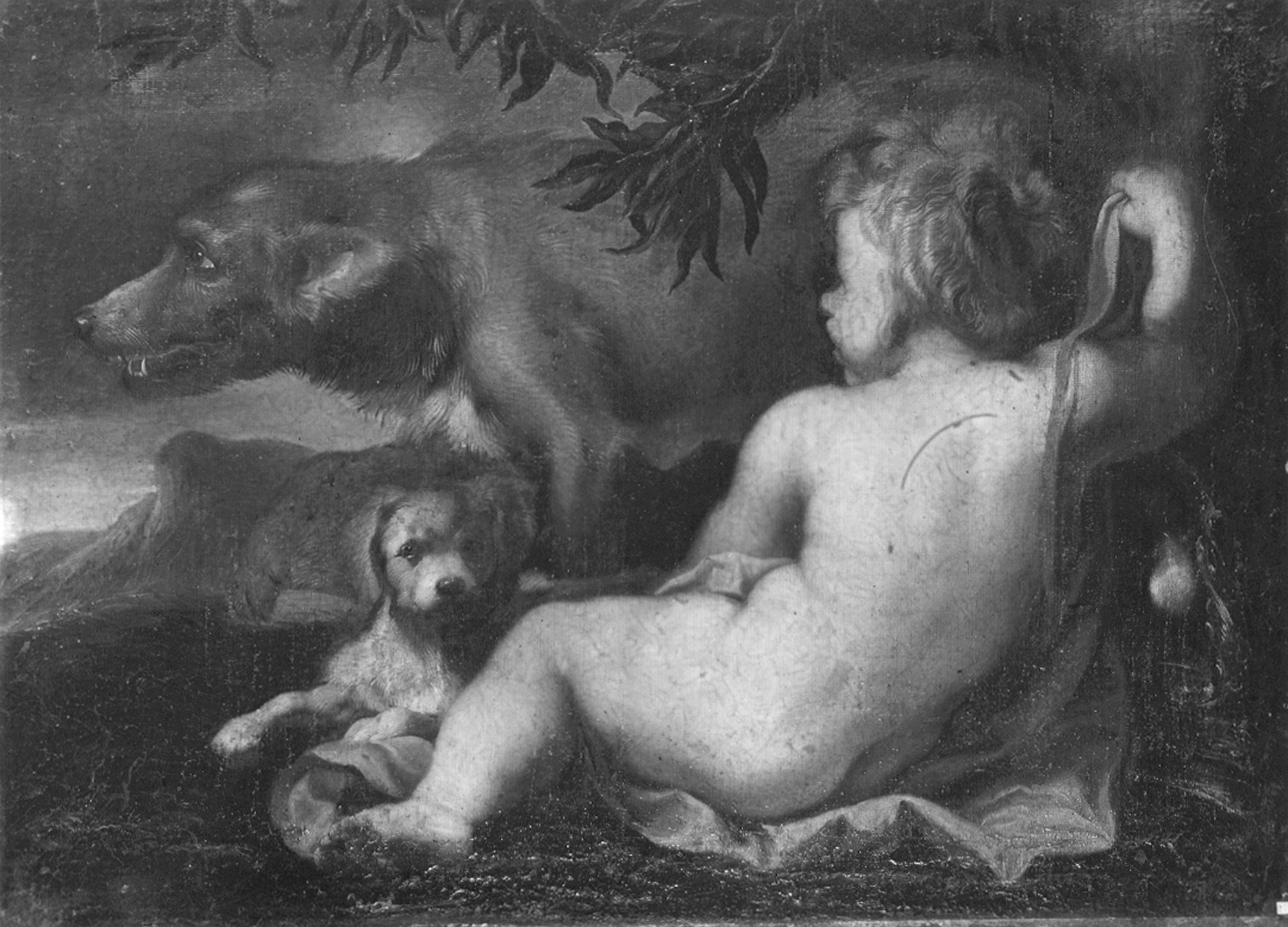 Piola, Domenico. Ciro bambino allattato da una cagna - Genova - Museo di Palazzo Reale (negativo) di Foto Cresta (prima metà XX)