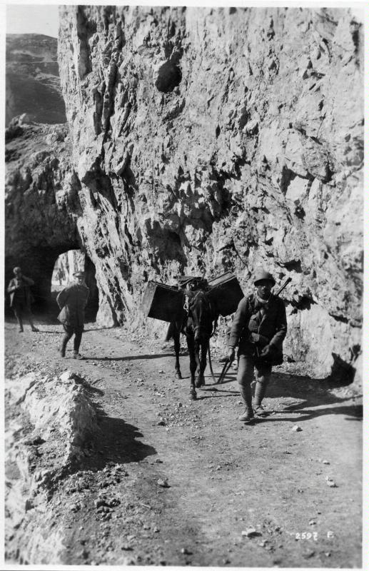 Massiccio del Grappa - Monte Boccaor - Rifornimenti - Muli - 1918 (positivo) di Marzocchi, Luigi (primo quarto XX)