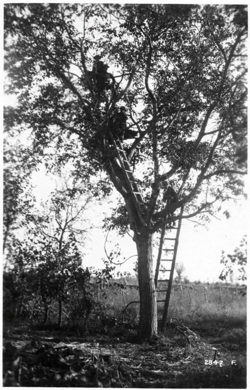 Piave - Posti di osservazione - 1918 (positivo) di Marzocchi, Luigi (primo quarto XX)