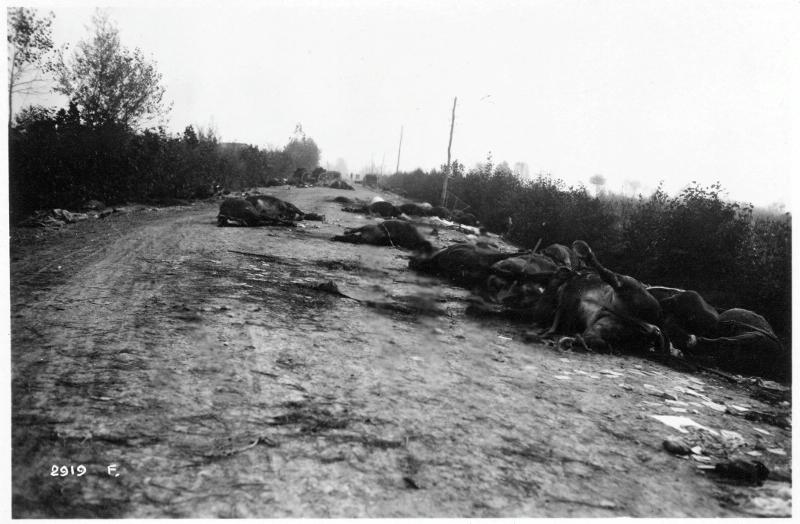 Battaglia di Vittorio Veneto - Carcasse - Cavalli - 1918 (positivo) di Marzocchi, Luigi (primo quarto XX)
