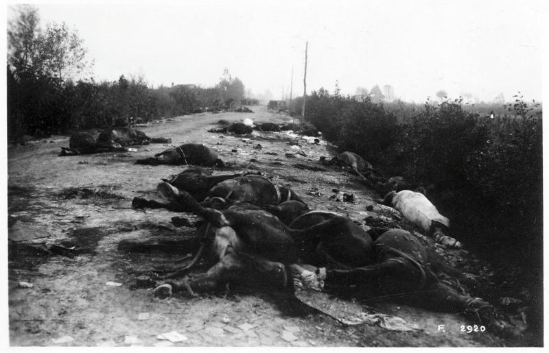 Battaglia di Vittorio Veneto - Carcasse - Cavalli - 1918 (positivo) di Marzocchi, Luigi (primo quarto XX)