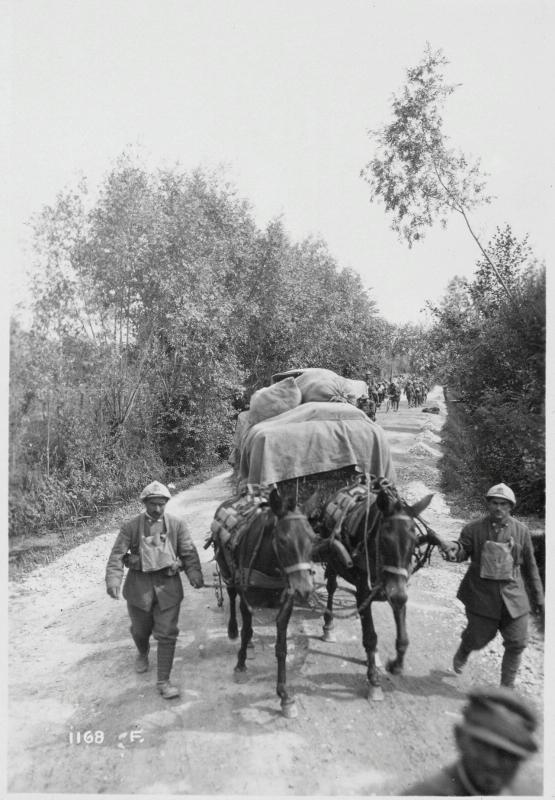 San Biagio di Callalta - rifornimenti - rincalzi - muli - 1918 (positivo) di Marzocchi, Luigi (primo quarto XX)