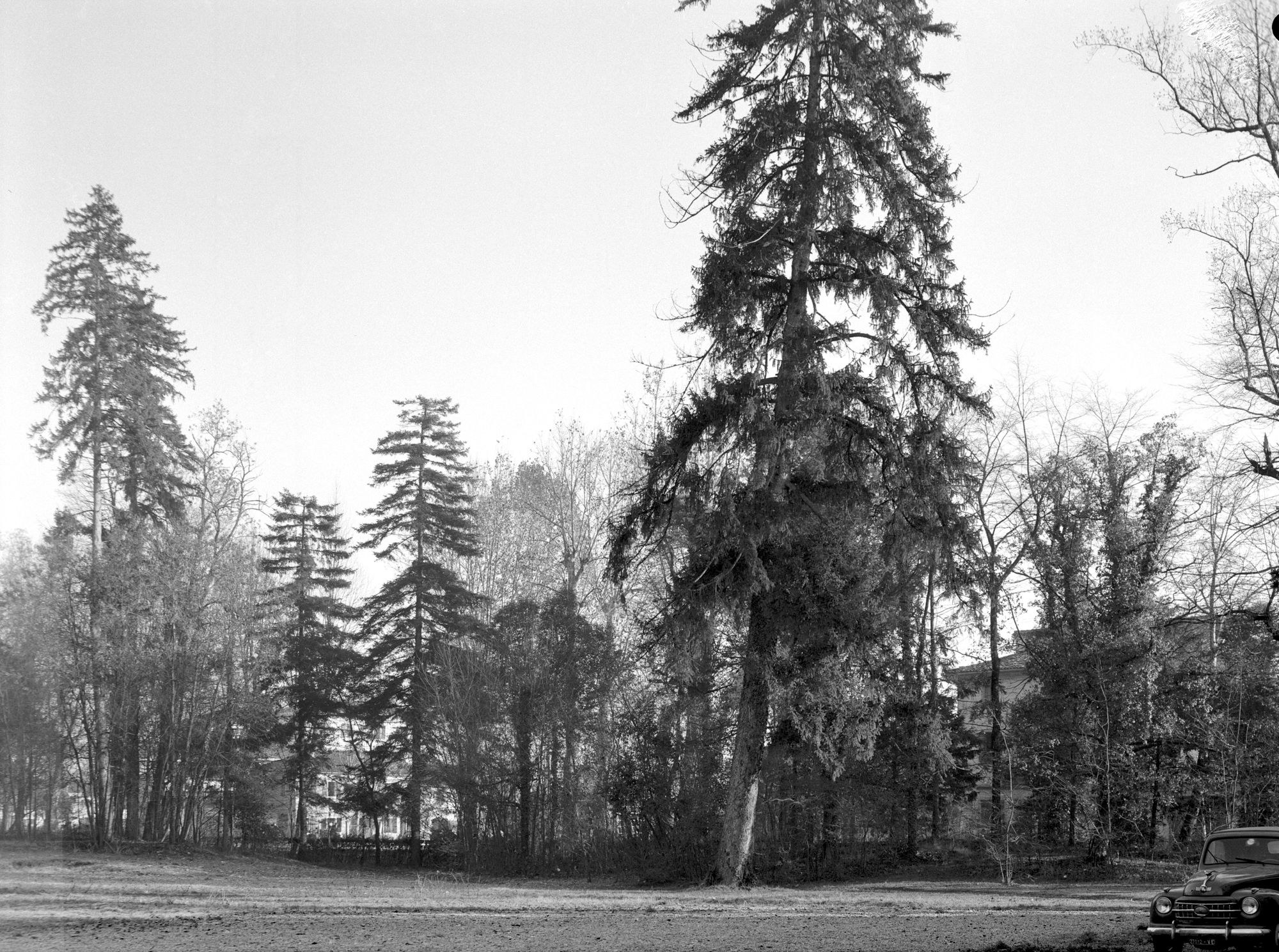 Villa Connestabile della Staffa. Aspetti del Parco (negativo) di Gabinetto fotografico (XX)