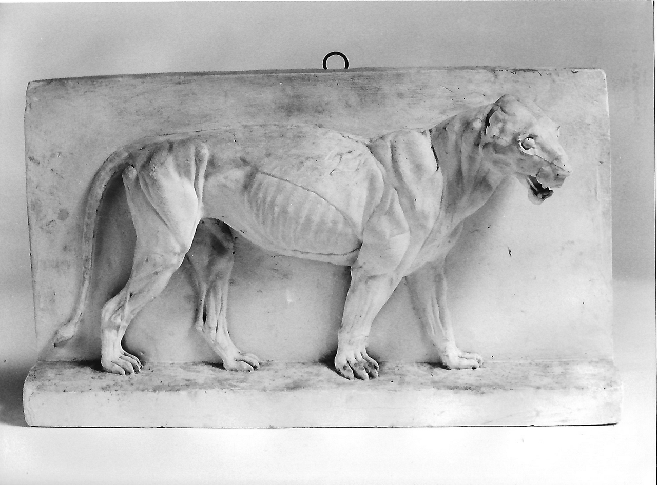 studio anatomico di animale (calco, opera isolata) - produzione coreglina (secc. XIX/ XX)