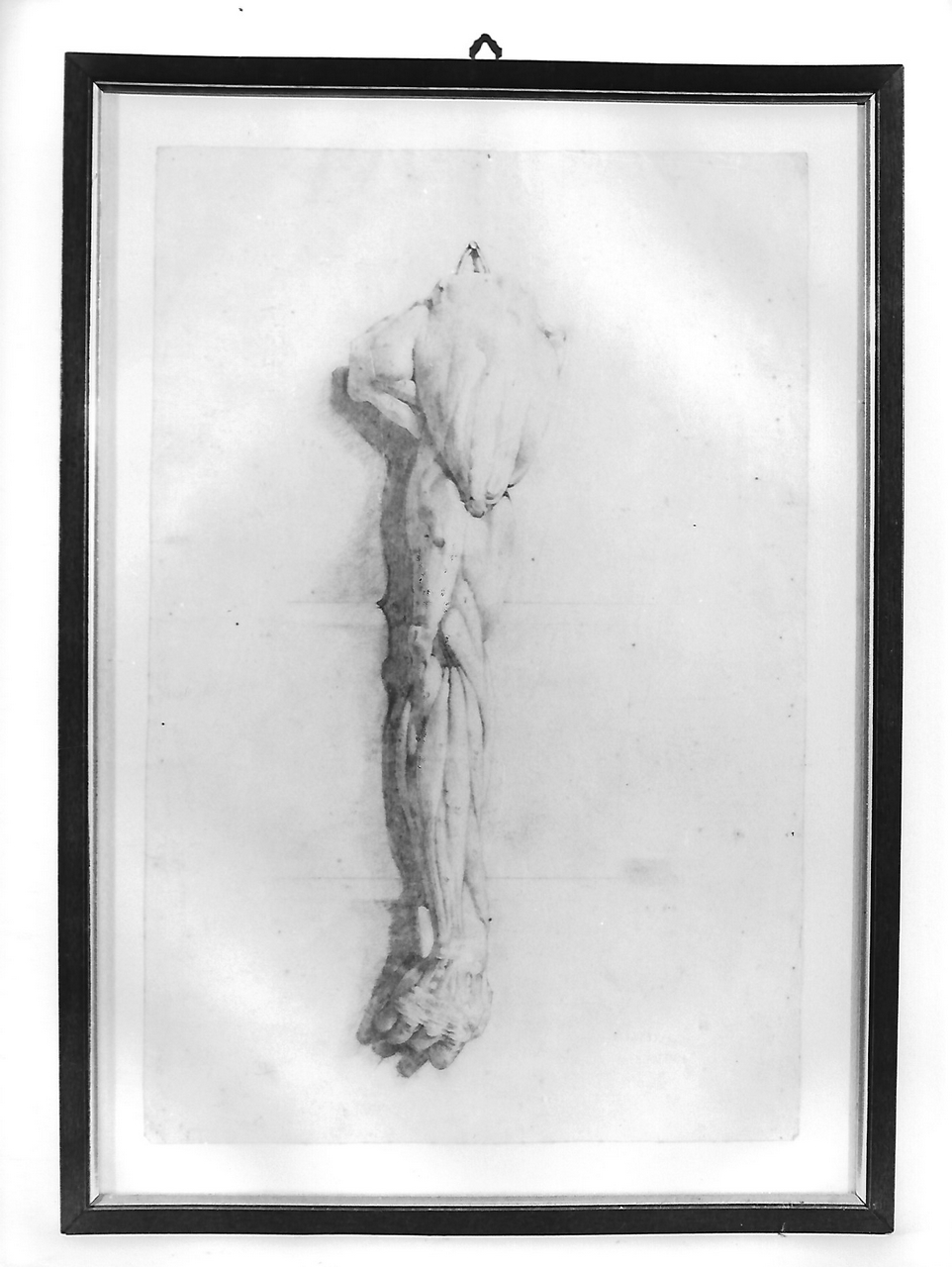 fasci muscolari del braccio destro (disegno, opera isolata) - produzione coreglina (fine sec. XIX)
