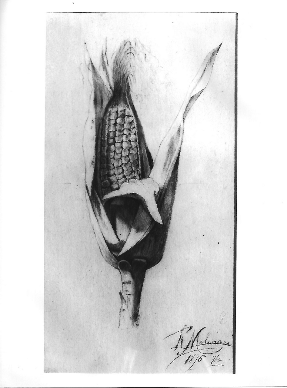 pannocchia di granoturco (disegno, opera isolata) - produzione coreglina (sec. XIX)