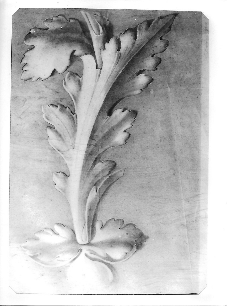 motivo decorativo a foglie d'acanto (disegno, opera isolata) - produzione coreglina (secc. XIX/ XX)