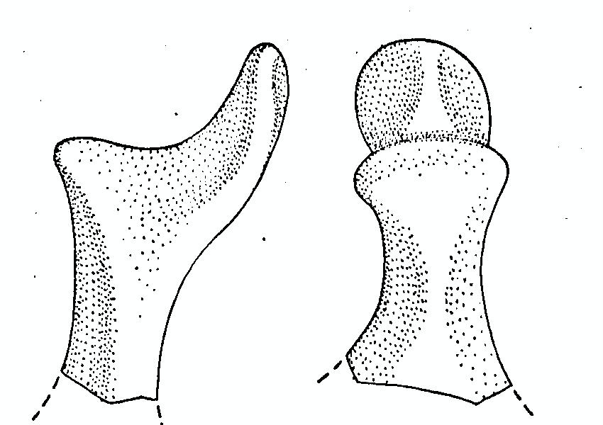 vaso/ ansa - subappenninico (sec. XIII a.C)