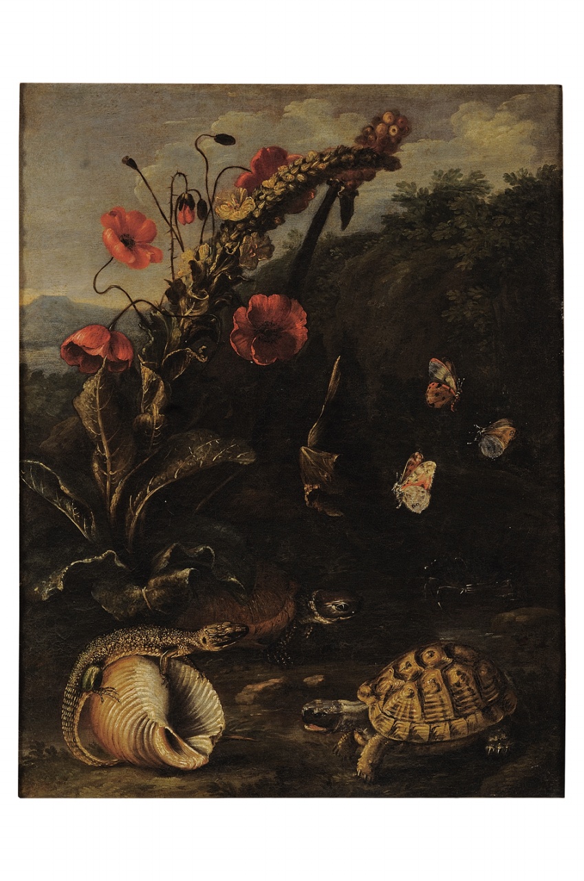 Sottobosco con due tartarughe, natura morta con fiori, farfalle e rettili (dipinto) di Schrieck Otto Marseus van detto Ottone Marcellis (attribuito) (metà sec. XVII)