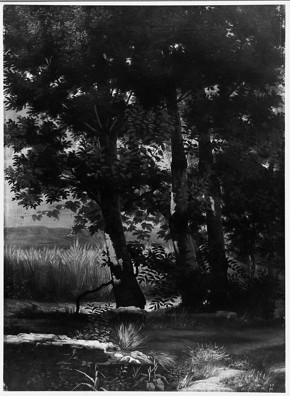 Piante dal vero, paesaggio con alberi (dipinto) di Conti Giacomo (metà sec. XIX)