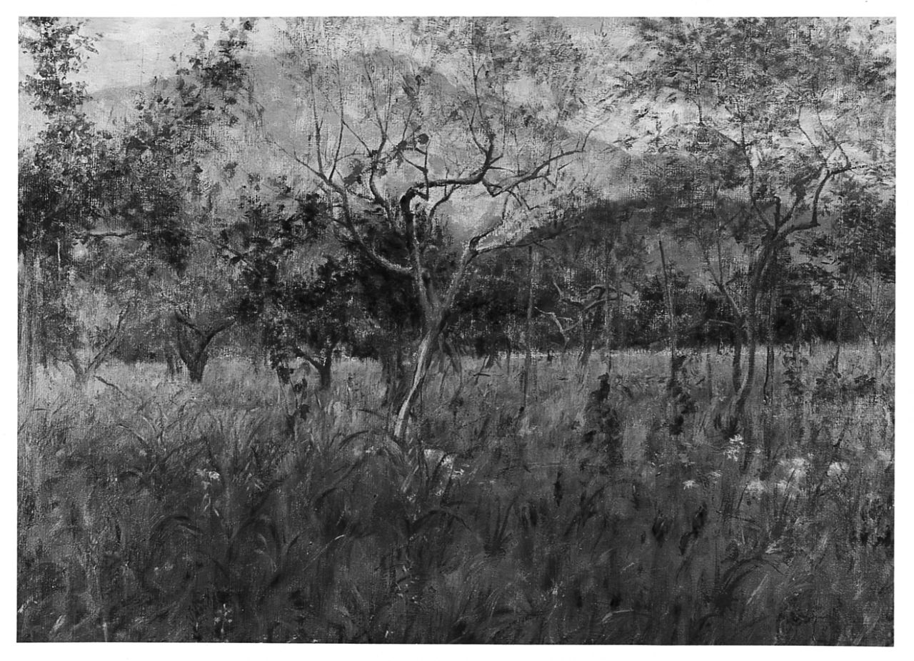 paesaggio con alberi (dipinto) di Testi Alfonso (secc. XIX/ XX)