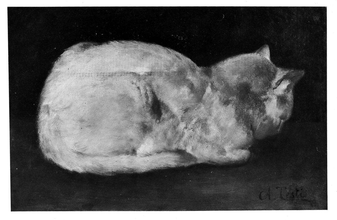Studio di gatto, gatto (dipinto) di Testi Alfonso (secc. XIX/ XX)