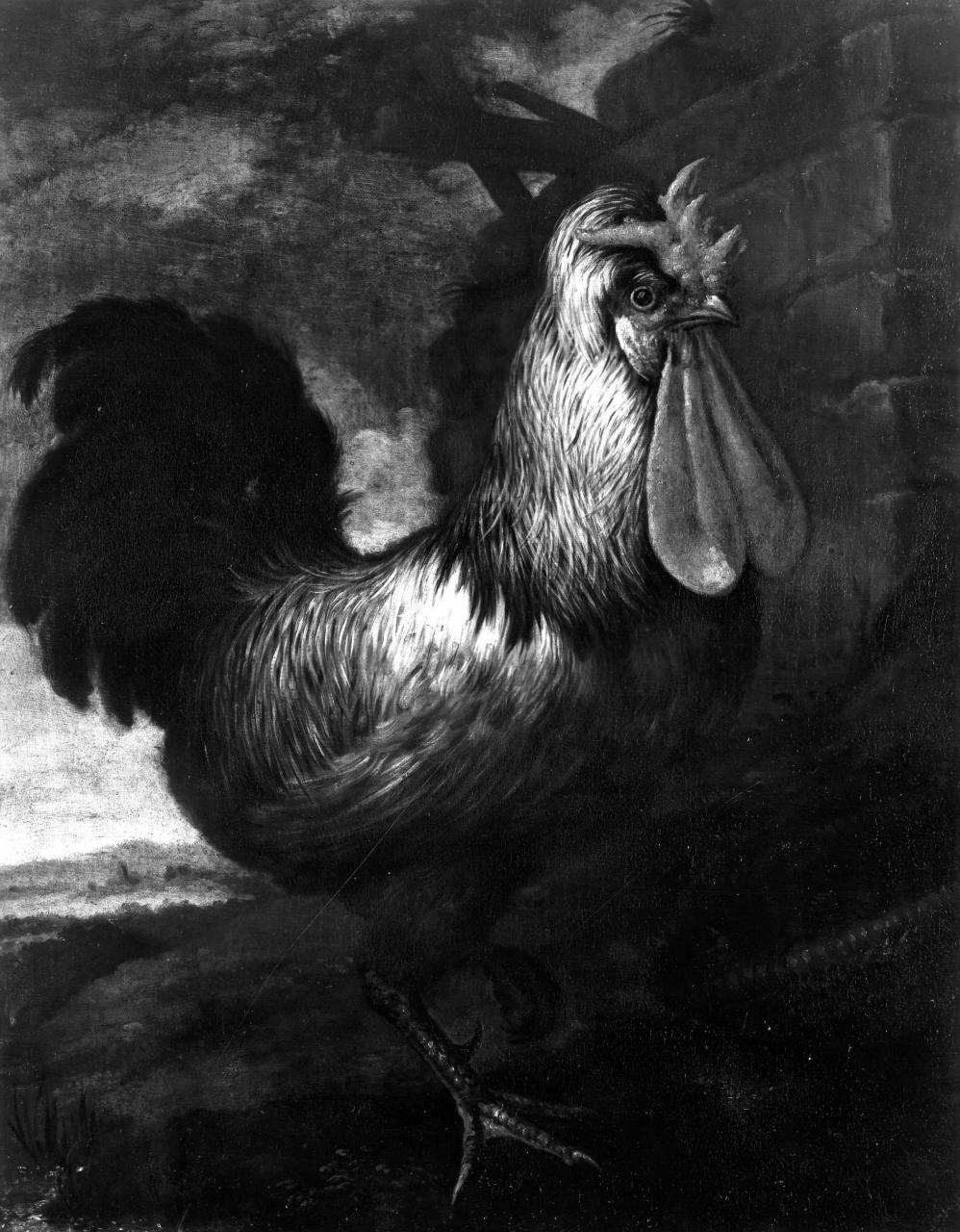 gallo (dipinto) di Bimbi Bartolomeo (attribuito) (primo quarto sec. XVIII)