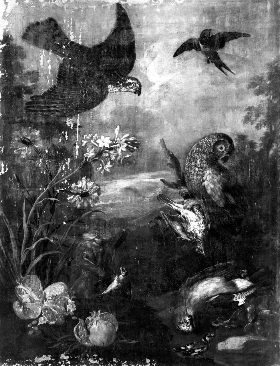animali e uccelli (dipinto) - ambito fiorentino (prima metà sec. XVIII)