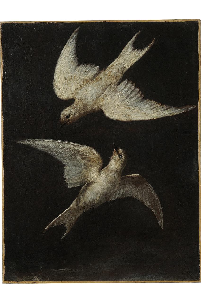 rondini in volo (dipinto) - ambito fiorentino (sec. XVII)