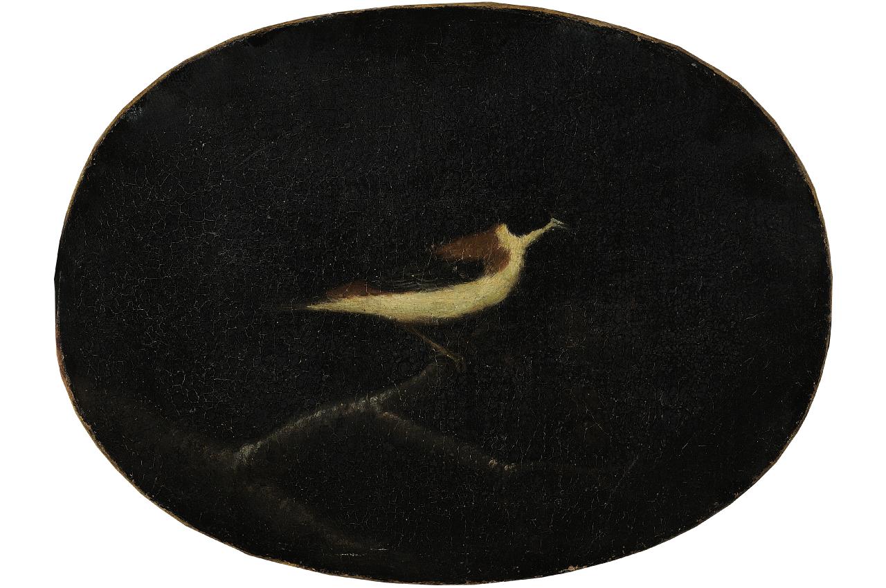 uccello (dipinto) - ambito italiano (sec. XVII)