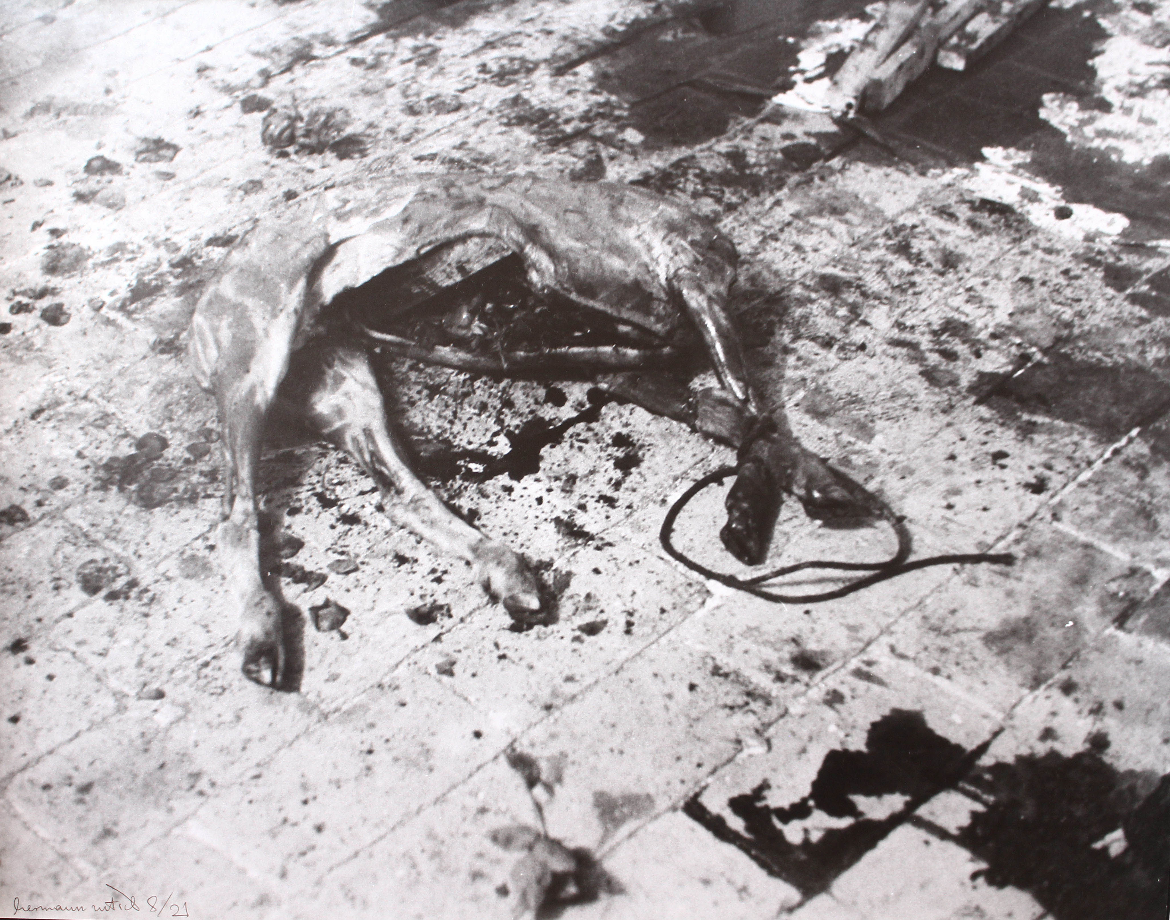 Carcassa [di] Animale (positivo) di Nitsch, Beate (seconda metà XX)