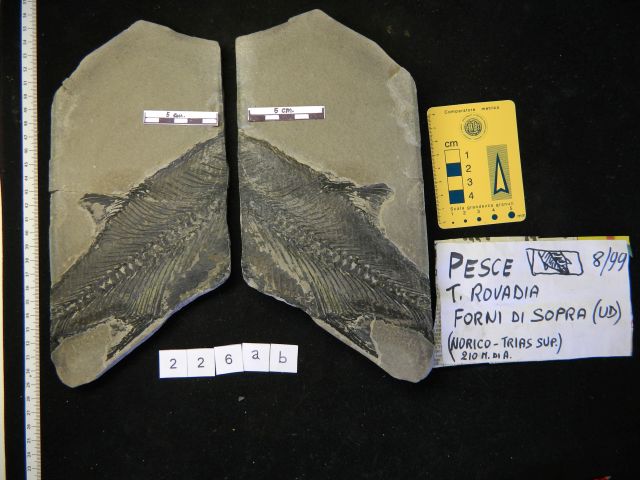 fossile (pesce, esemplare)