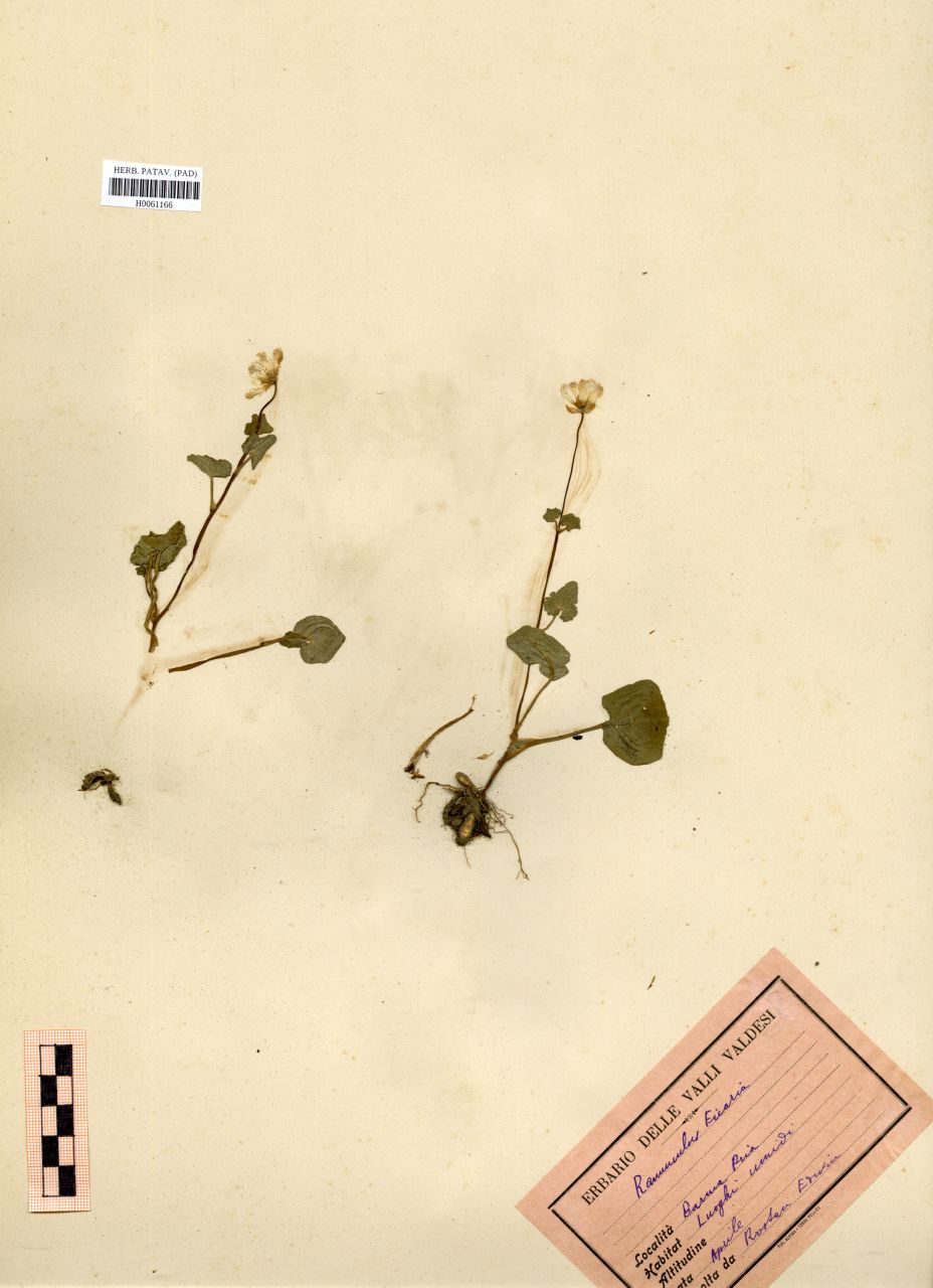 Ranunculus ficaria L - erbario, Erbario Rostan, Erbario Rostan
