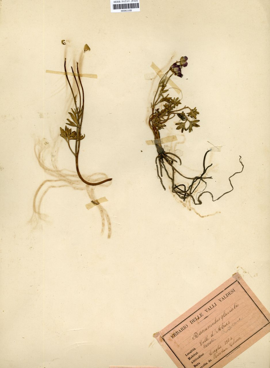 Ranunculus glacialis L - erbario, Erbario Rostan, Erbario Rostan (1904/07)