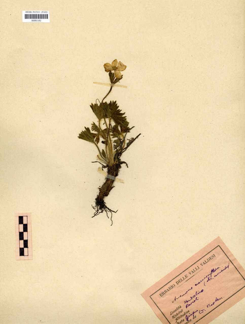Anemone narcissiflora (L.)Holub var.monanthos DC - erbario, Erbario Rostan, Erbario Rostan