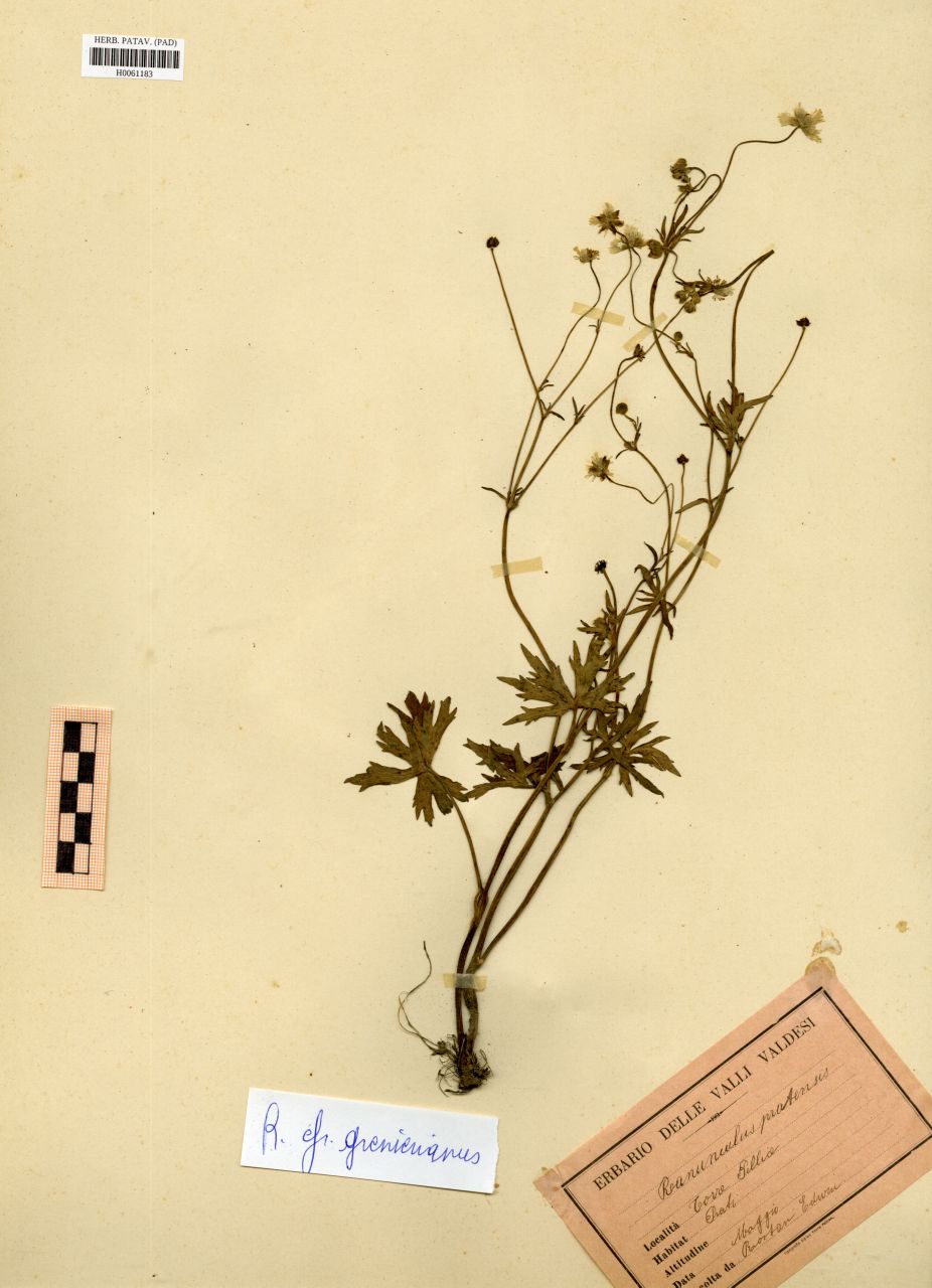 Ranunculus pratensis C.Presl - erbario, Erbario Rostan, Erbario Rostan