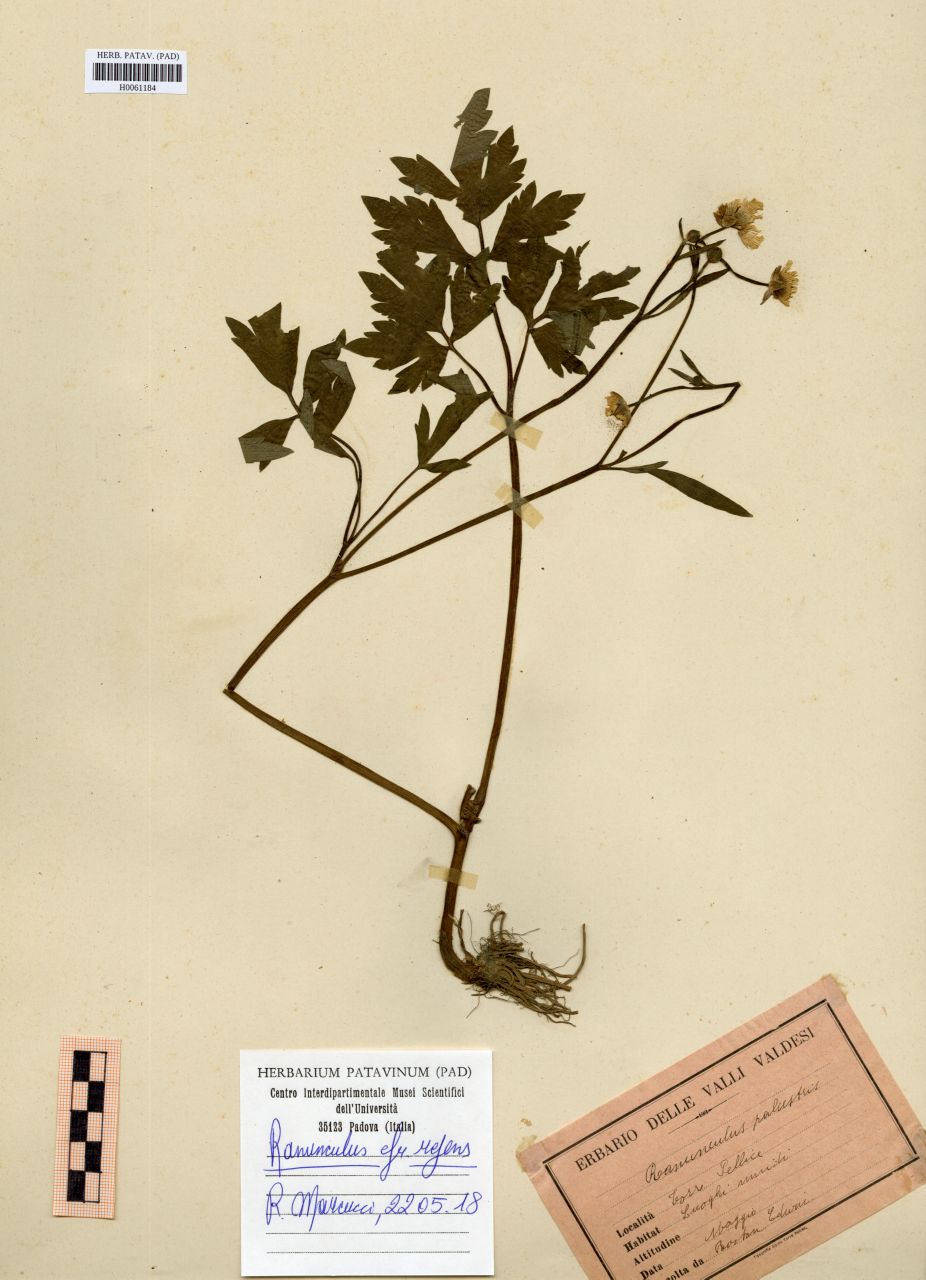 Ranunculus palustris Garsault - erbario, Erbario Rostan, Erbario Rostan