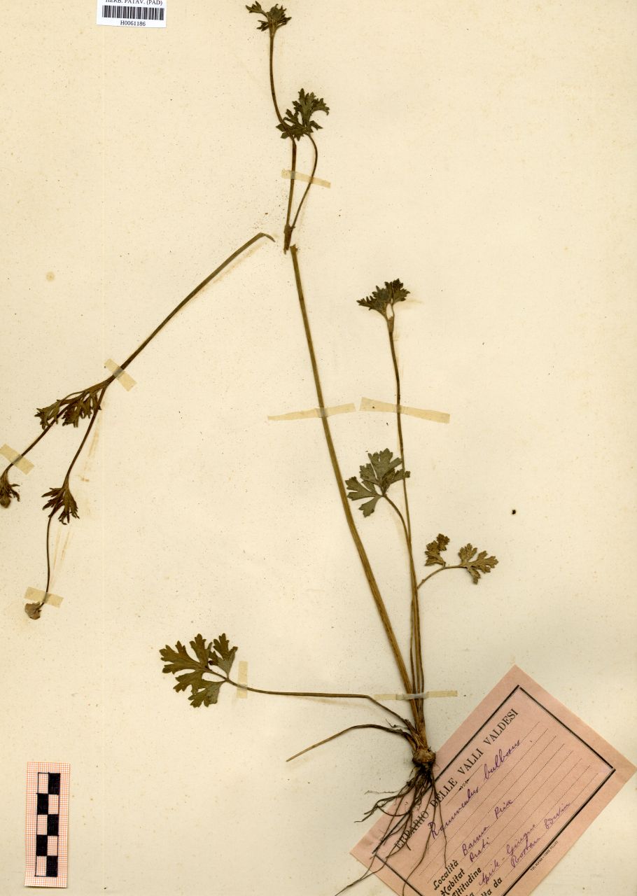 Ranunculus bulbosus L - erbario, Erbario Rostan, Erbario Rostan (aprile - giugno)