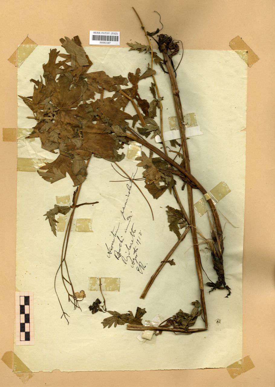 Aconitum paniculatum Lam - erbario, Erbario Rostan, Erbario Rostan (1910/08)