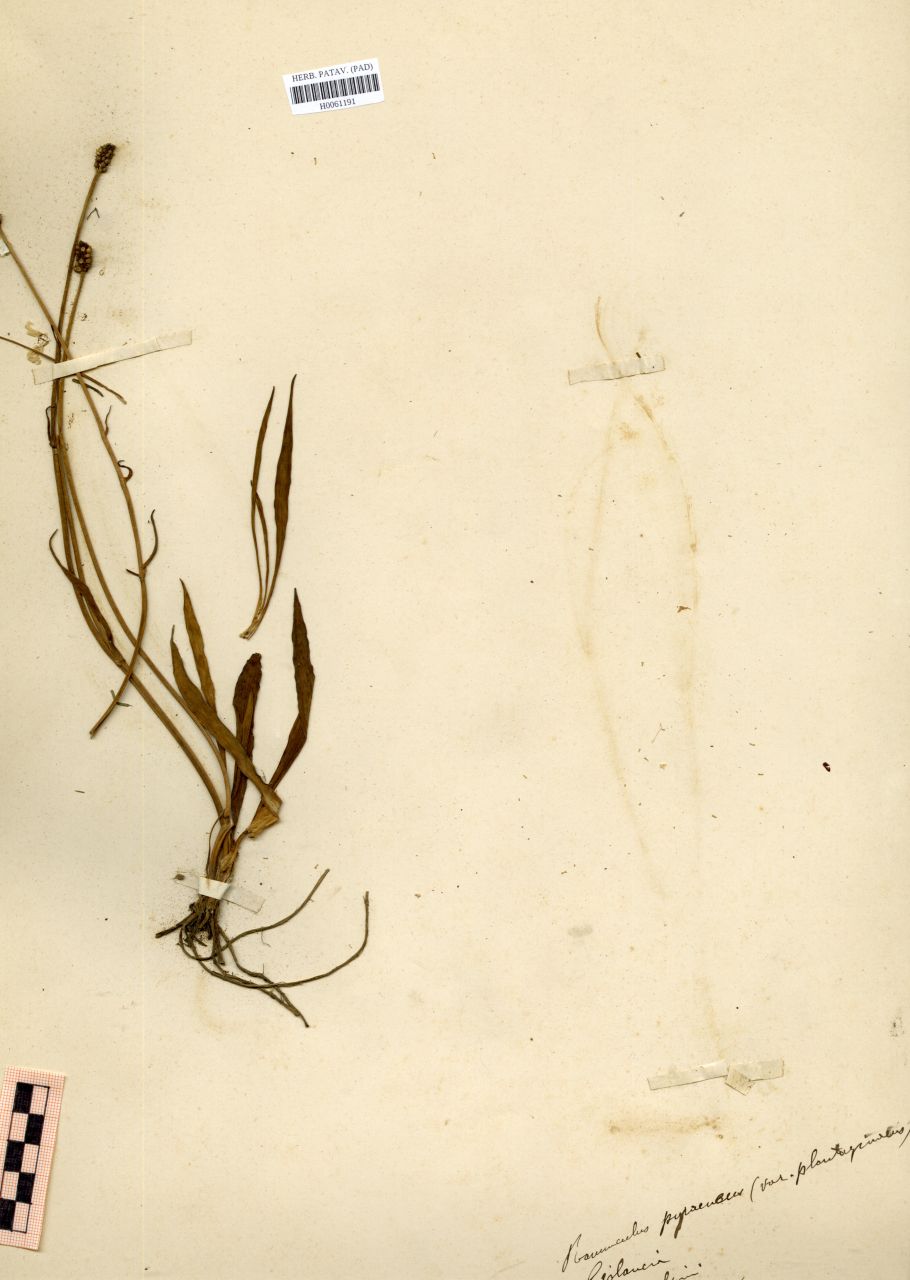 Ranunculus pyraneus L. var.plantagineus - erbario, Erbario Rostan, Erbario Rostan