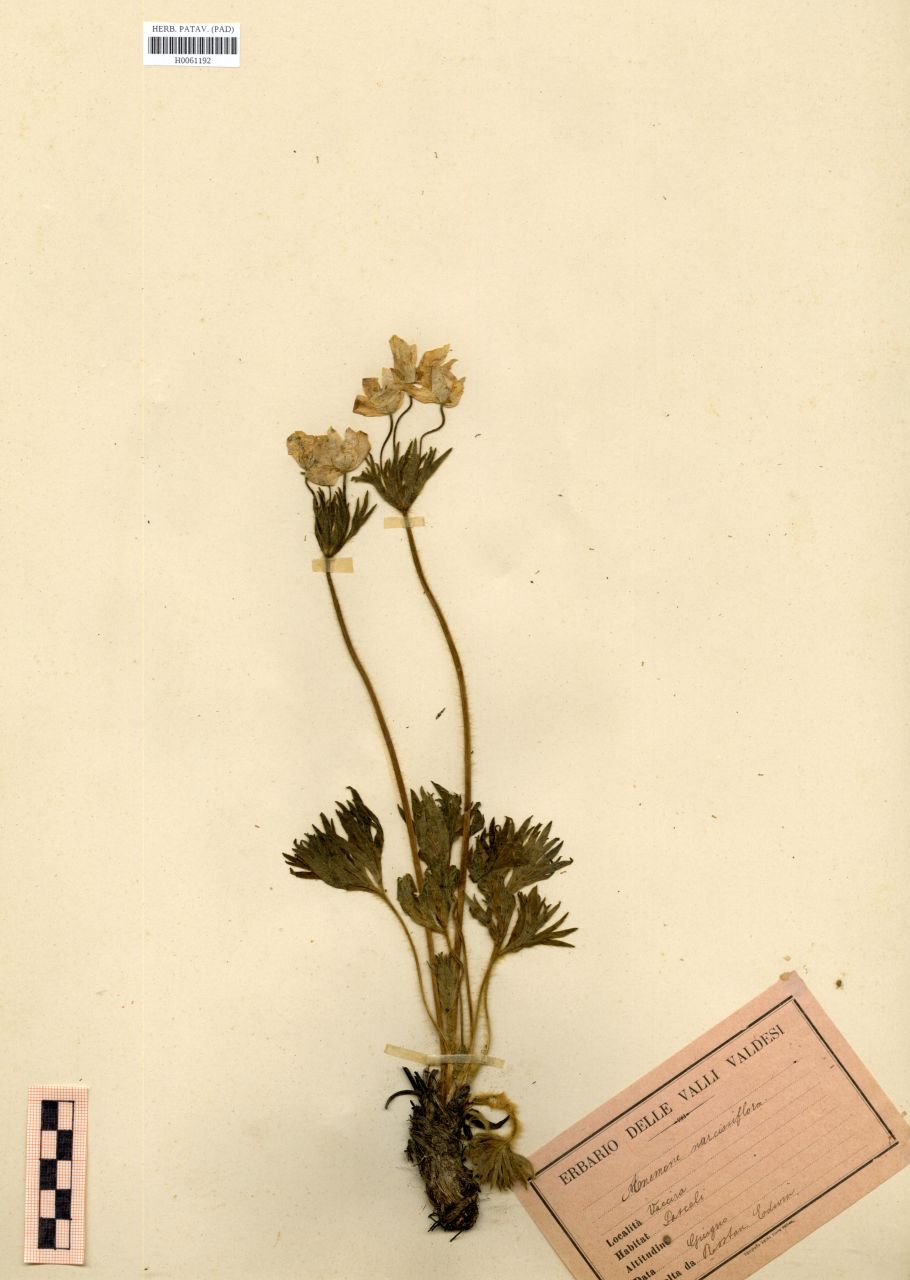 Anemone narcissiflora L - erbario, Erbario Rostan, Erbario Rostan