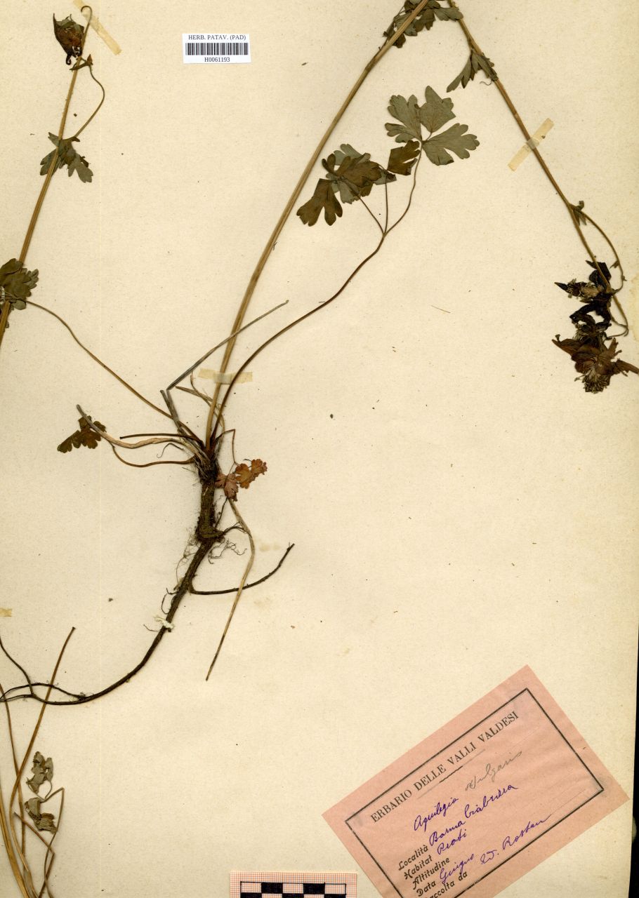 Aquilegia vulgaris L - erbario, Erbario Rostan, Erbario Rostan