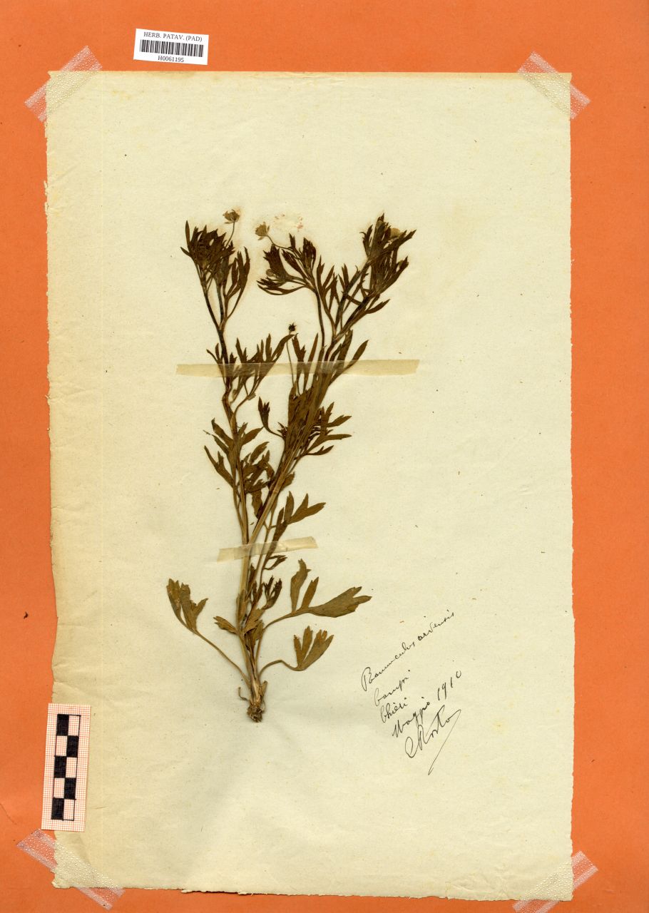 Ranunculus arvensis L - erbario, Erbario Rostan, Erbario Rostan (1910/05)