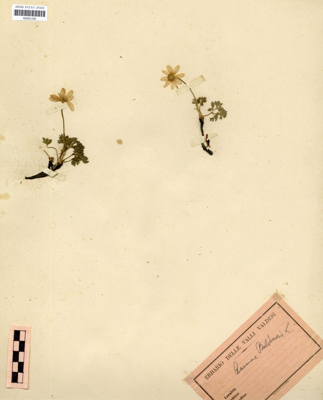 Anemone baldensis L - erbario, Erbario Rostan, Erbario Rostan
