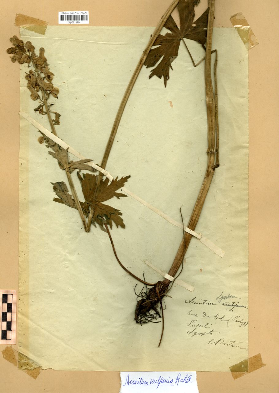 Aconitum lycoctonum L - erbario, Erbario Rostan, Erbario Rostan