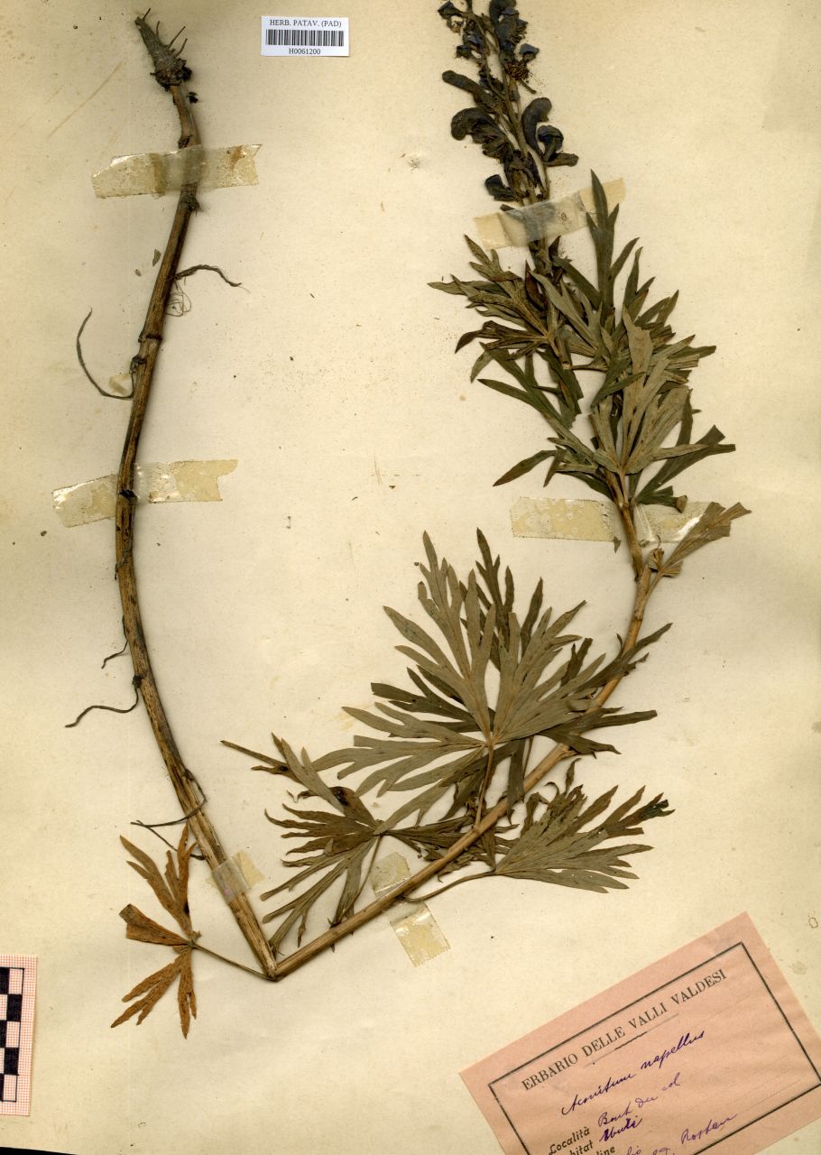 Aconitum napellus L - erbario, Erbario Rostan, Erbario Rostan