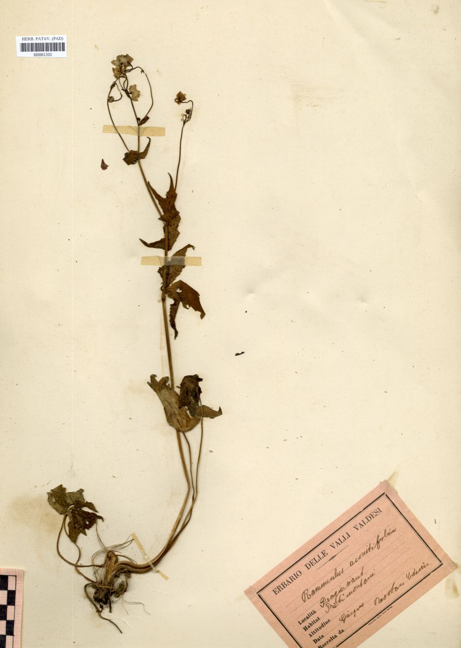Ranunculus aconitifolius L - erbario, Erbario Rostan, Erbario Rostan