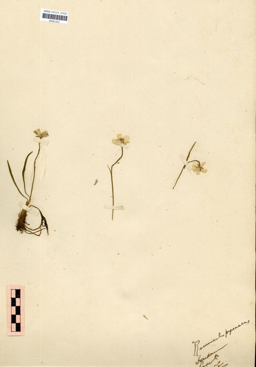 Ranunculus pyrenaeus L - erbario, Erbario Rostan, Erbario Rostan