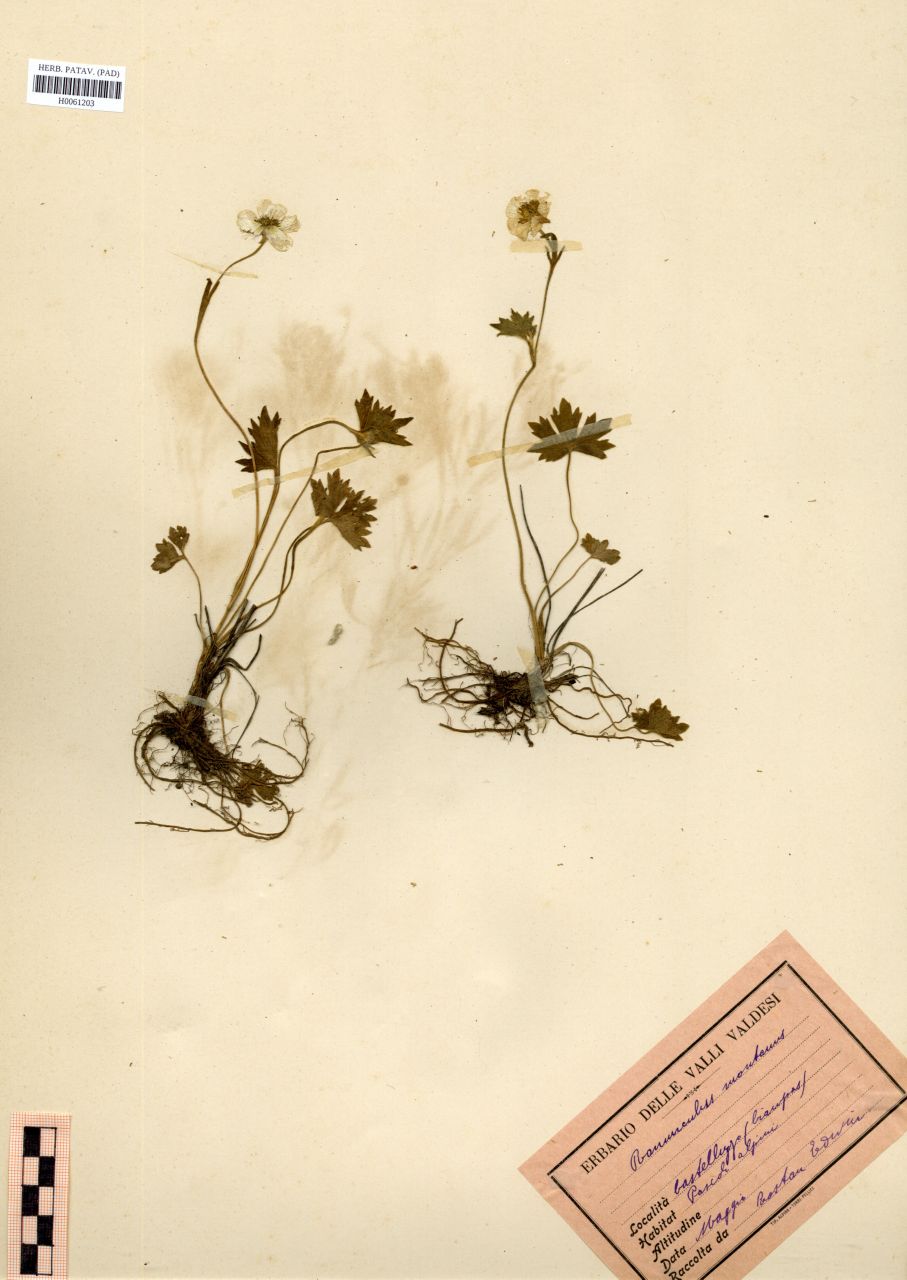 Ranunculus montanus Willd - erbario, Erbario Rostan, Erbario Rostan