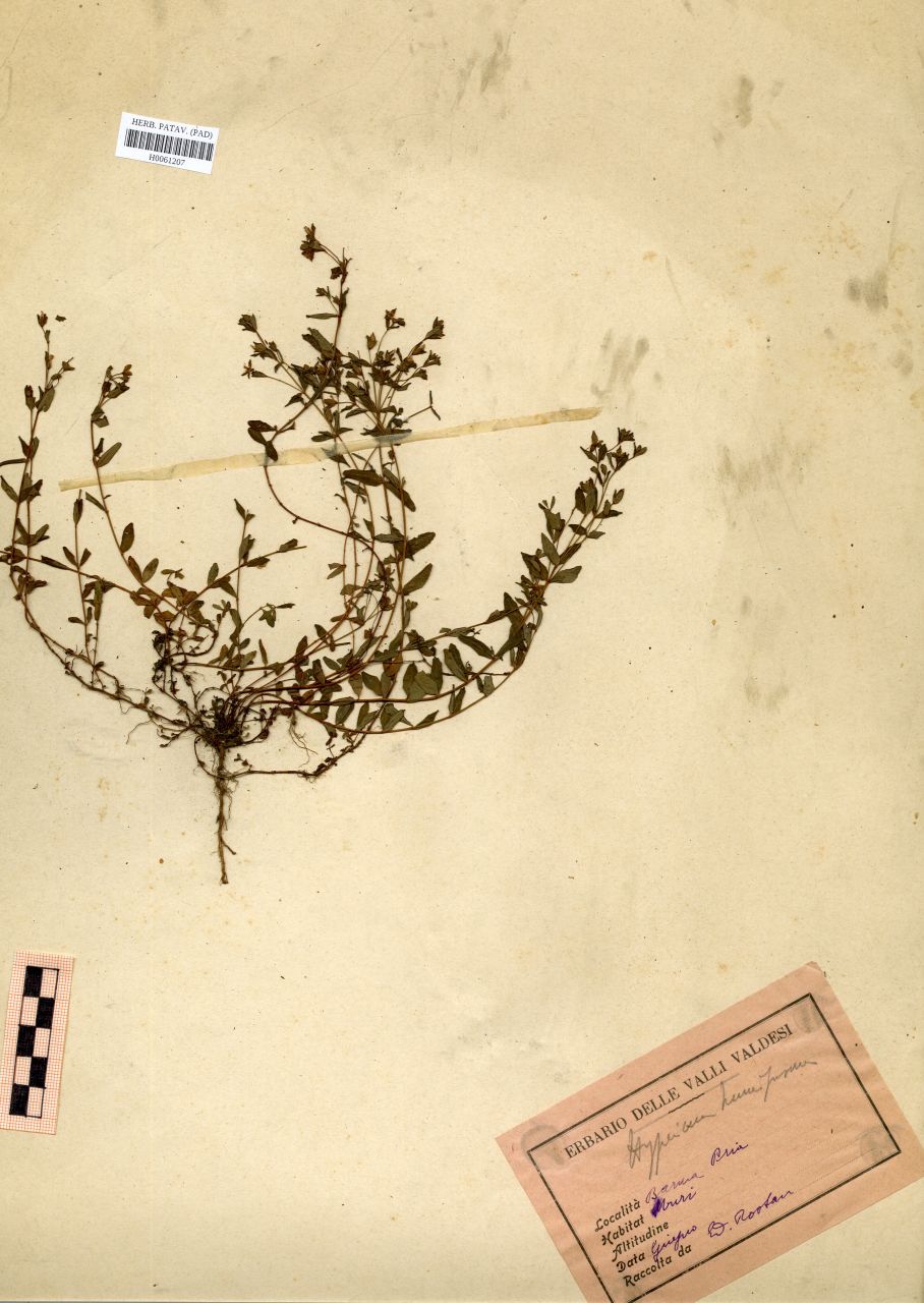Hypericum humifusum L - erbario, Erbario Rostan, Erbario Rostan