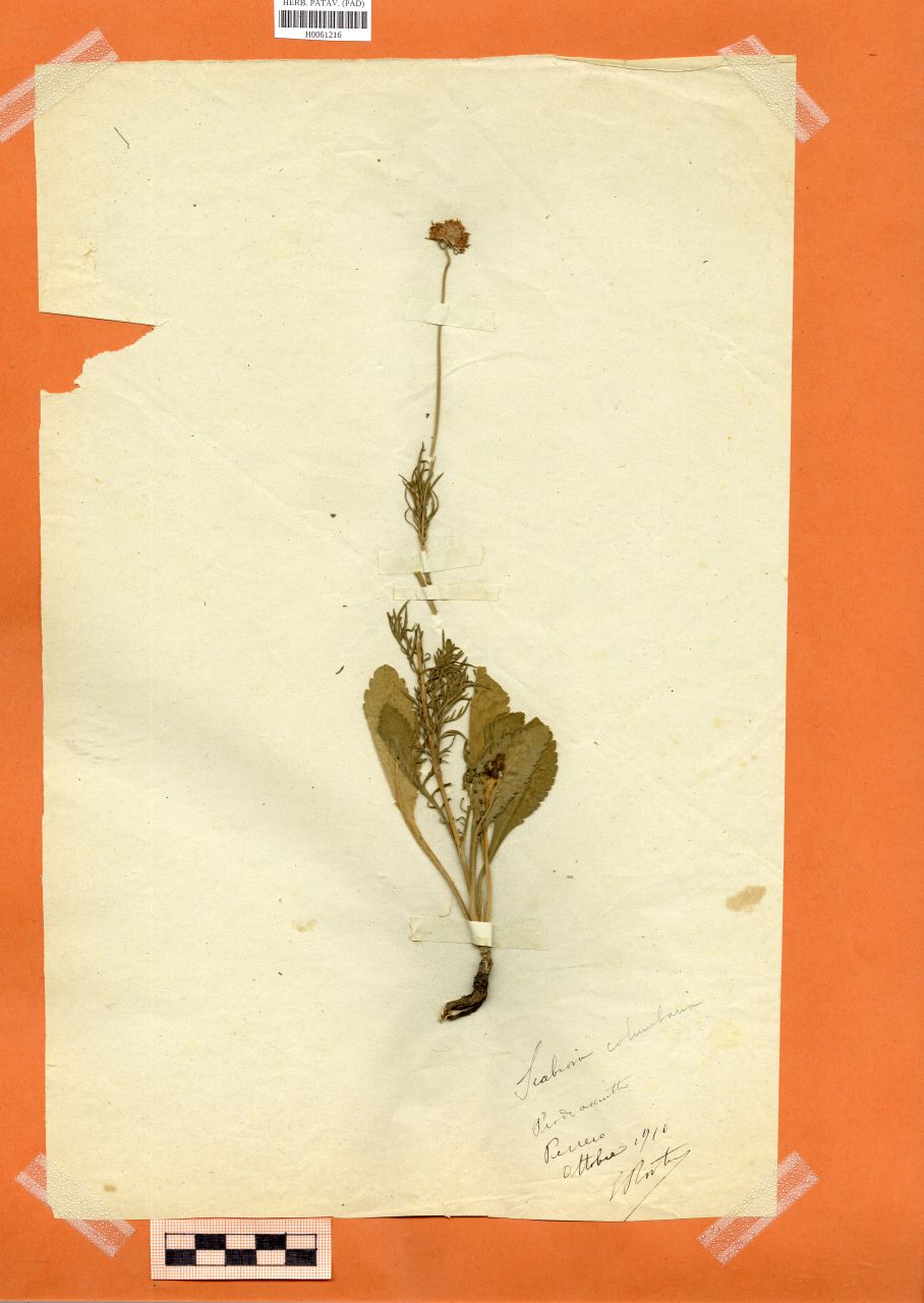 Scabiosa columbaria L - erbario, Erbario Rostan, Erbario Rostan (1910/10)
