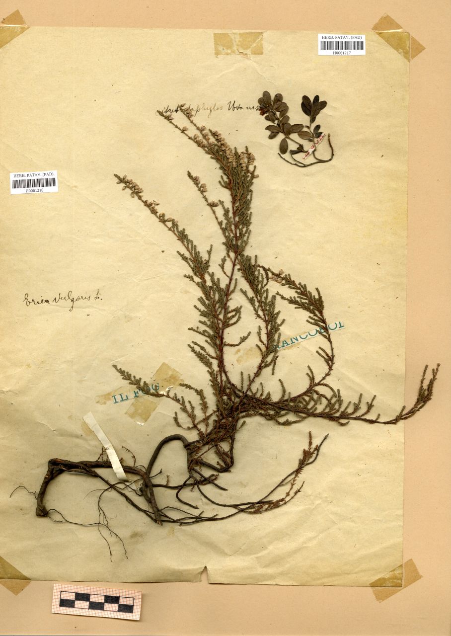 Erica vulgaris L - erbario, Erbario Rostan, Erbario Rostan