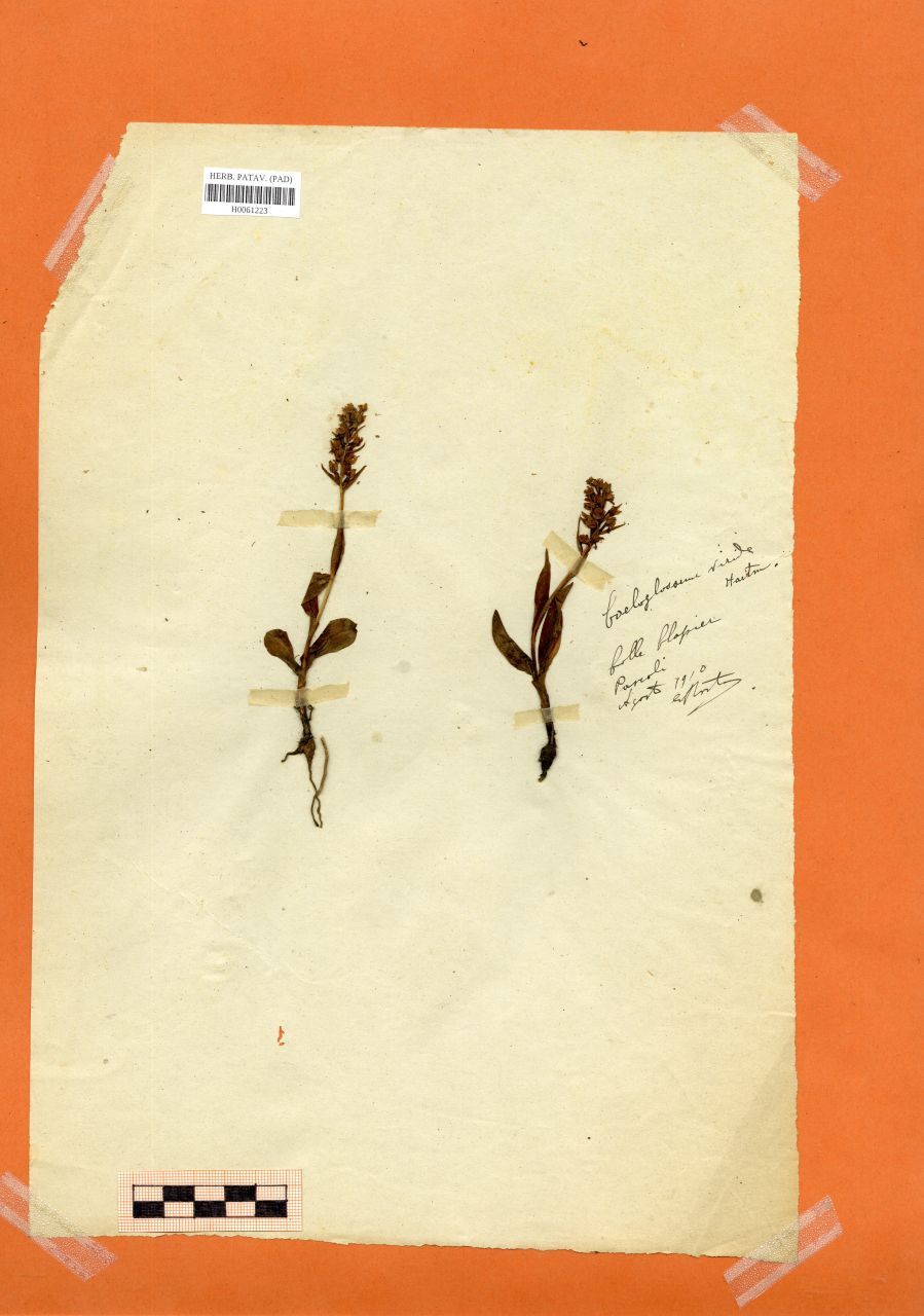 Coeloglossum viride (L.)Hartm - erbario, Erbario Rostan, Erbario Rostan (1910/08)