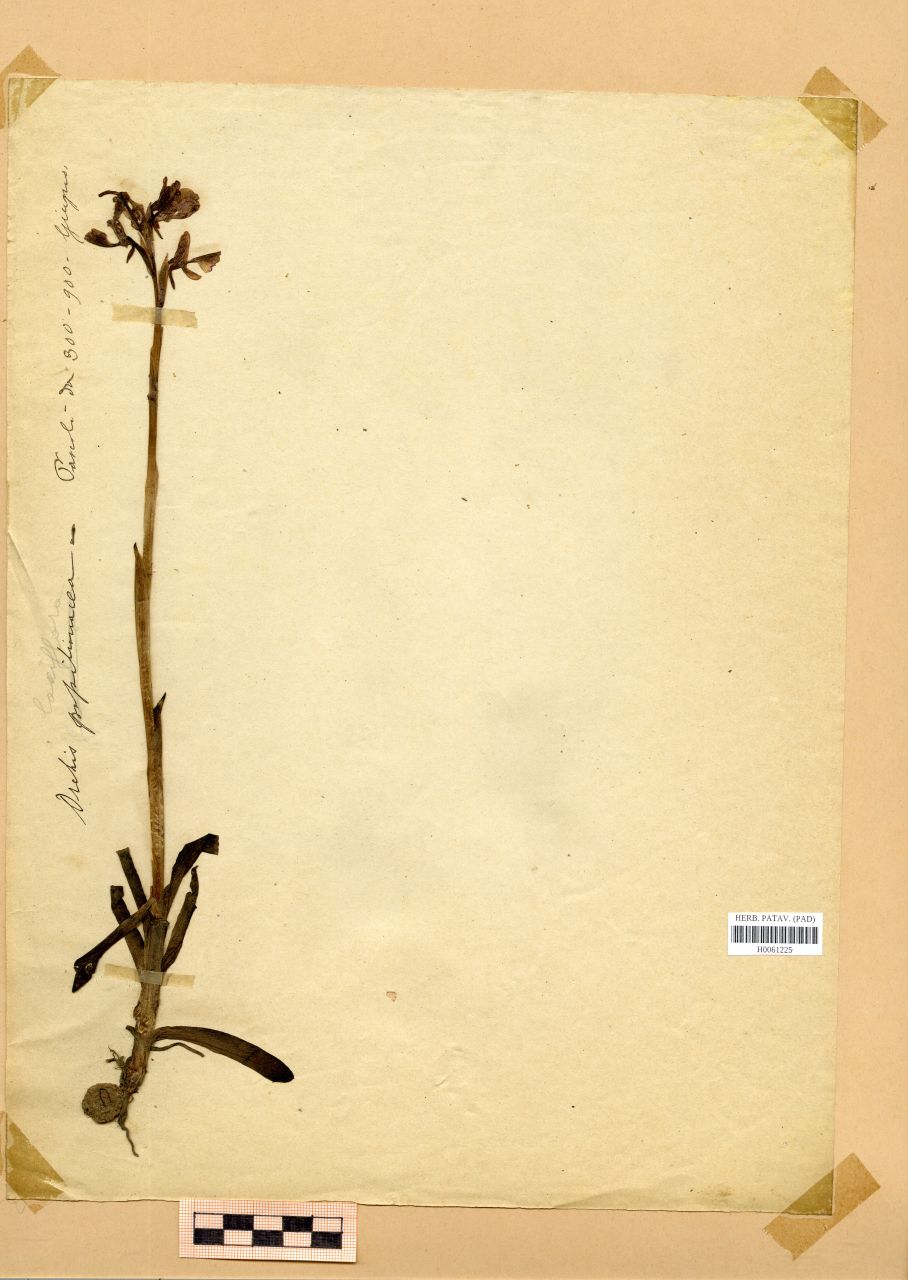Orchis papilionacea L - erbario, Erbario Rostan, Erbario Rostan