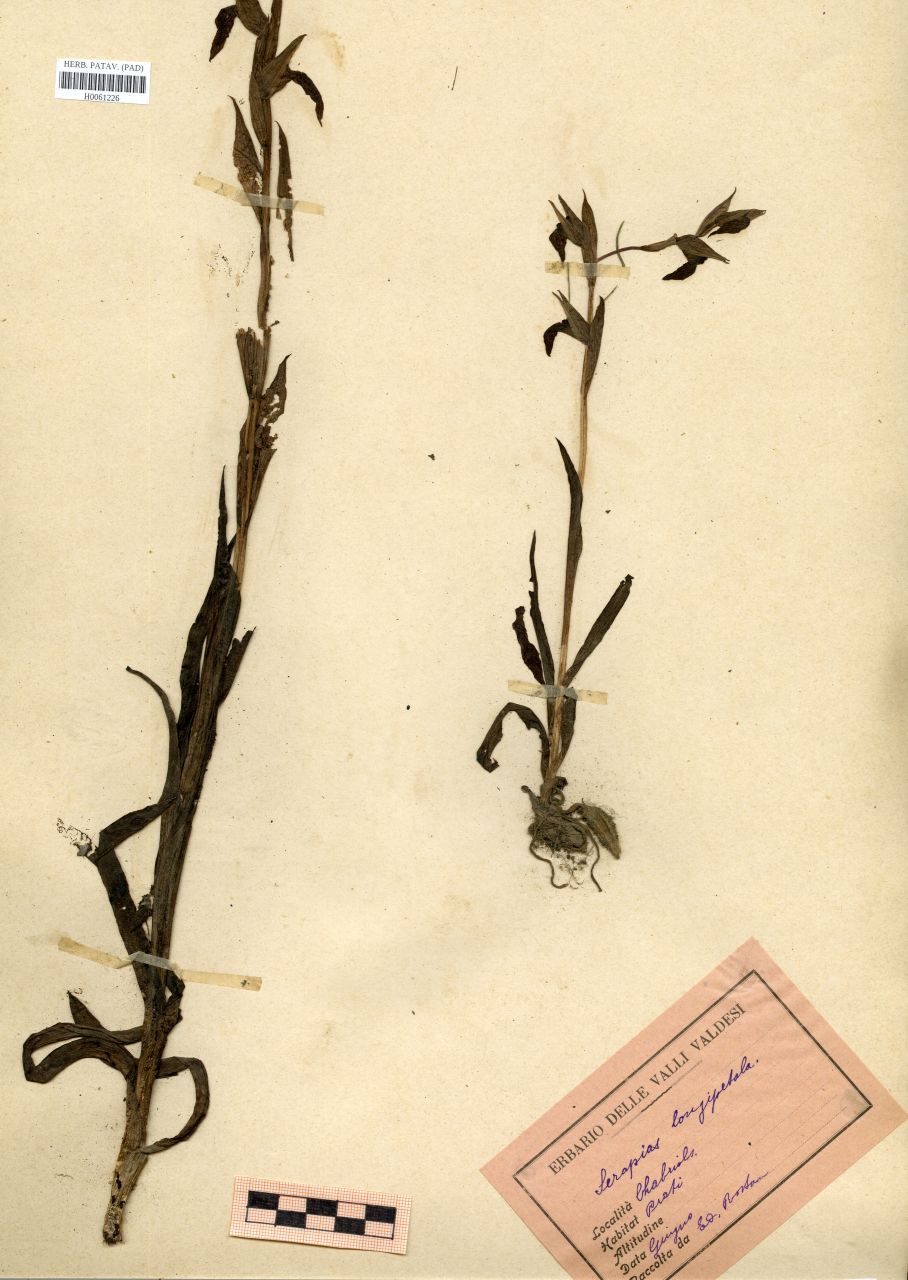 Serapias longipetala (Ten.)Pollini - erbario, Erbario Rostan, Erbario Rostan