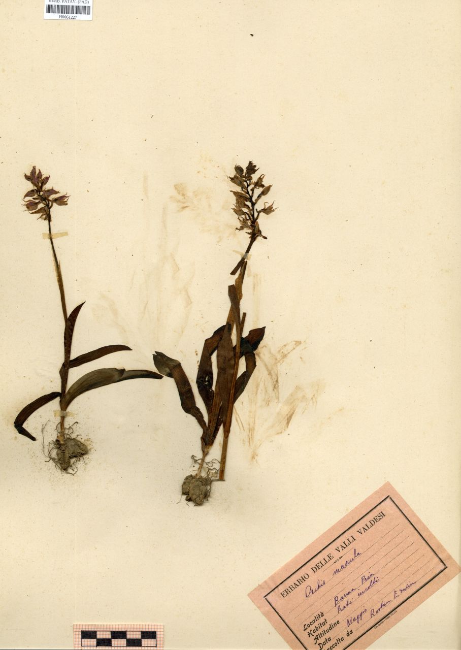 Orchis mascula (L.)L - erbario, Erbario Rostan, Erbario Rostan
