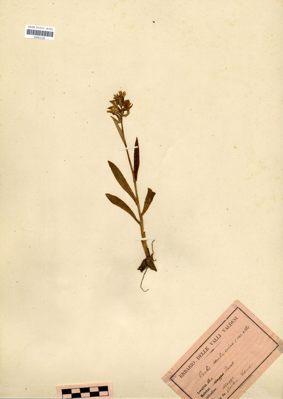 Orchis sambucina L. var.alba - erbario, Erbario Rostan, Erbario Rostan