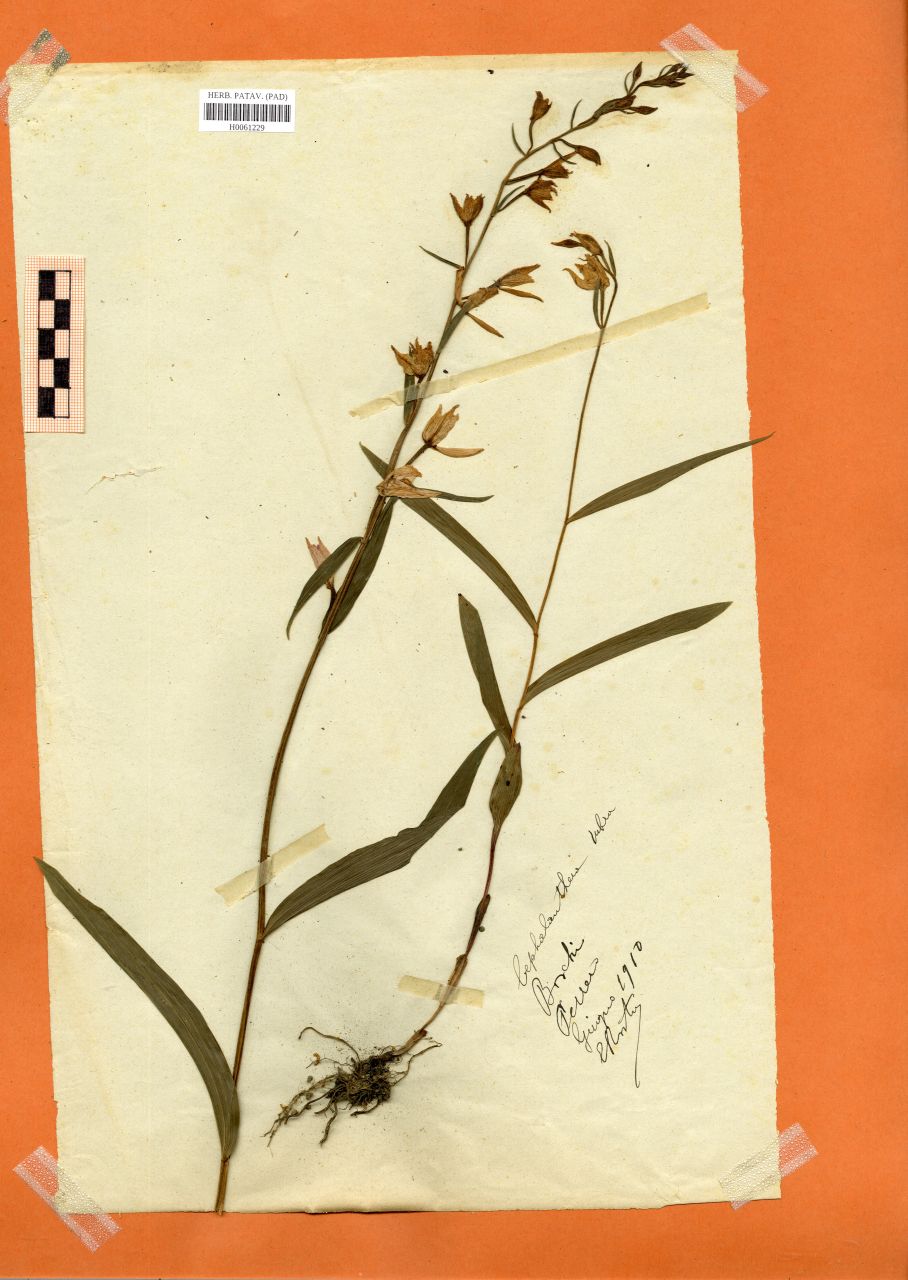 Cephalanthera rubra (L.)Rich - erbario, Erbario Rostan, Erbario Rostan (1910/06)