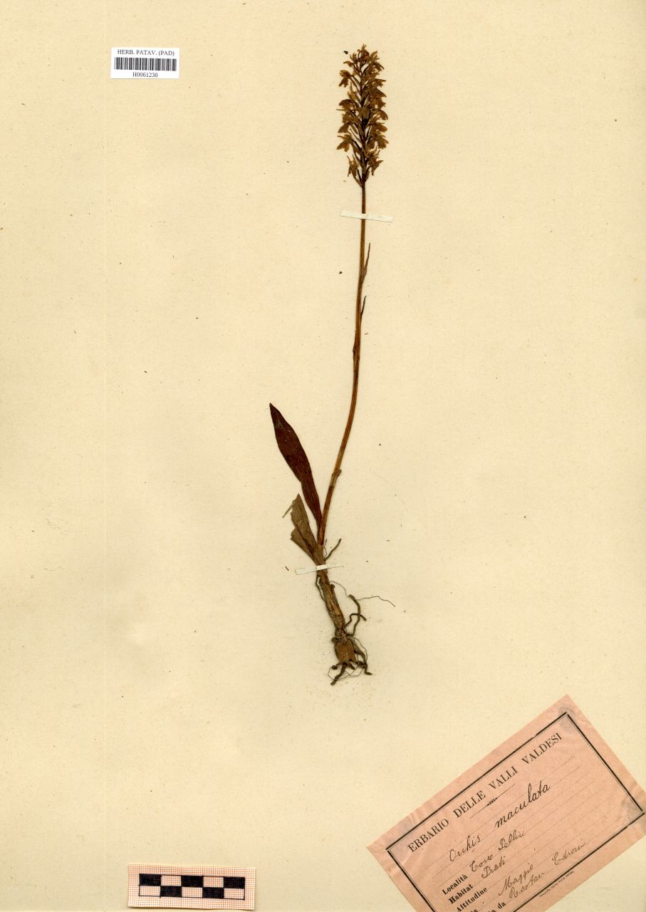 Orchis maculata L - erbario, Erbario Rostan, Erabrio Rostan