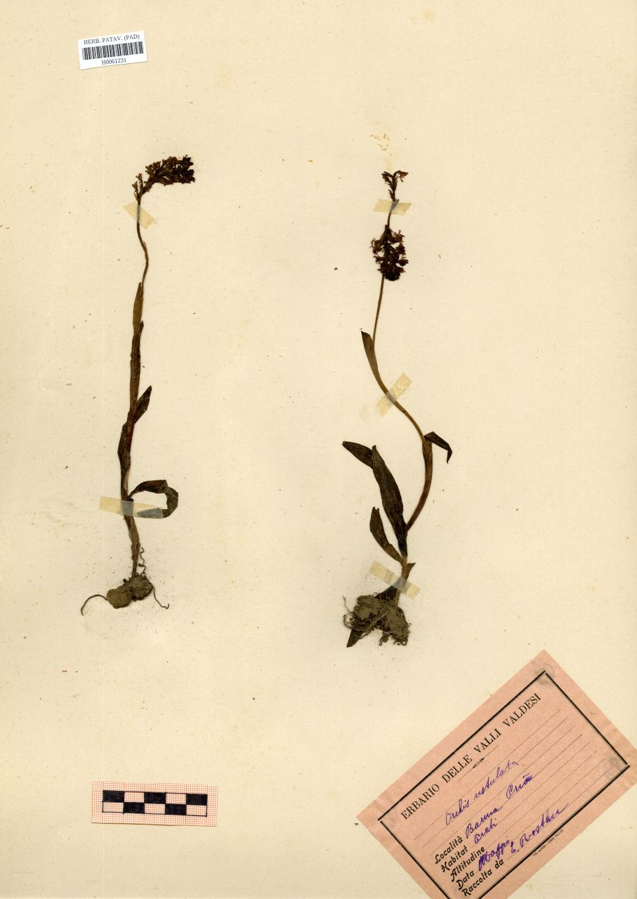 Orchis ustulata L - erbario, Erbario Rostan, Erbario Rostan